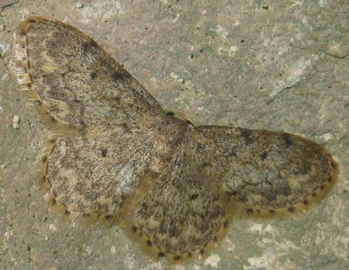 Réf. 188 523 : Idaea libycata